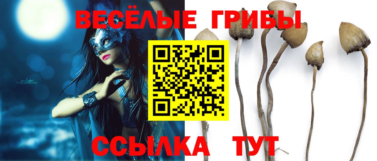 Борзя  Псилоцибиновые грибы Psilocybine cubensis  Галлюциногенные грибы MAGIC MUSHROOMS  Вход с VPN 